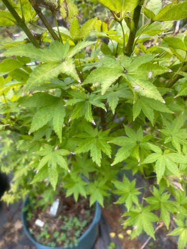 Acer palmatum 'Summer Gold' - mapleridgenursery